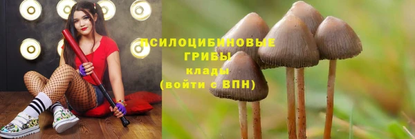 шишки Надым